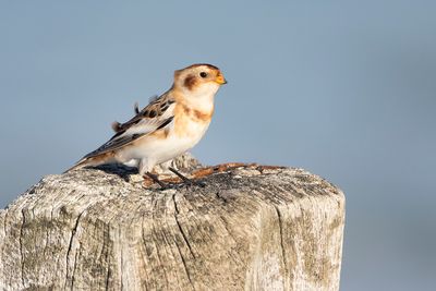SNEEUWGORS - Plectrophenax nivalis - SNOW BUNTING