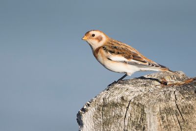 SNEEUWGORS - Plectrophenax nivalis - SNOW BUNTING