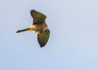 ROODPOOTVALK - Falco vespertinus - RED-FOOTED FALCON