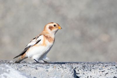 SNEEUWGORS - Plectrophenax nivalis - SNOW BUNTING