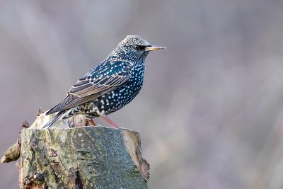 SPREEUW - Sturnus vulgaris - COMMON STARLING - ÉTOURNEAU SANSONET