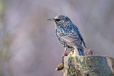 SPREEUW - Sturnus vulgaris - COMMON STARLING - ÉTOURNEAU SANSONET