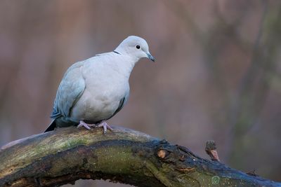 TURKSE TORTEL - Streptopelia decaocto - EURASSIAN COLLARED DOVE.jpg