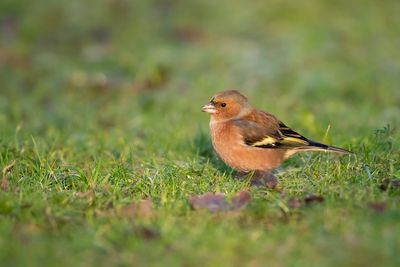 VINK - Fringilla coelebs - EURASIAN CHAFFINCH