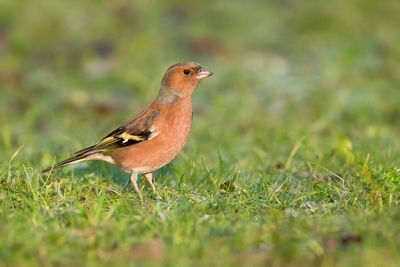 VINK - Fringilla coelebs - EURASIAN CHAFFINCH