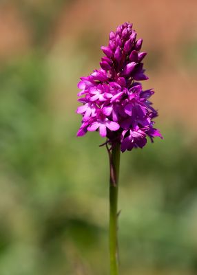 HONDSKRUID - Anacamptis pyramidalis - PYRAMIDAL ORCHID 