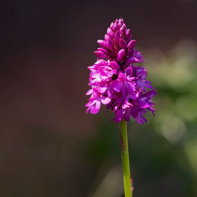 HONDSKRUID - Anacamptis pyramidalis - PYRAMIDAL ORCHID 