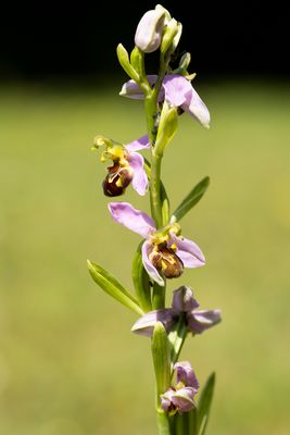 BIJENORCHIS - Ophrys apifera - BEE ORCHID