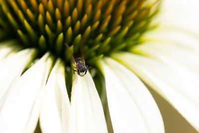 KORTSPRIETMASKERBIJ - Hylaeus brevicornis - SHORT-HORNED YELLOW-FACE BEE