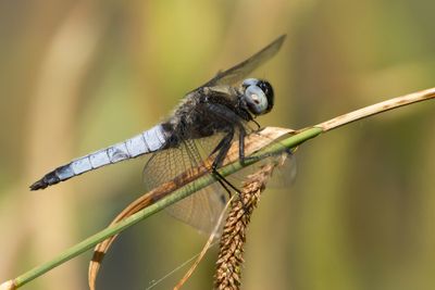 BRUINE KORENBOUT - Libellula fulva - SCARCE CHASER