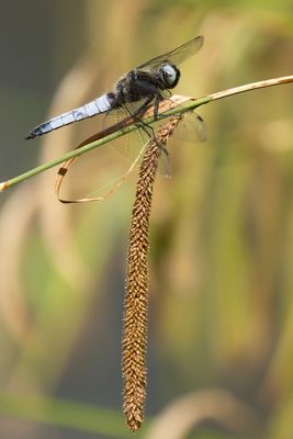 BRUINE KORENBOUT - Libellula fulva - SCARCE CHASER