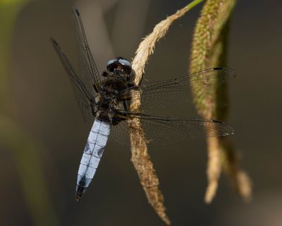 BRUINE KORENBOUT - Libellula fulva - SCARCE CHASER