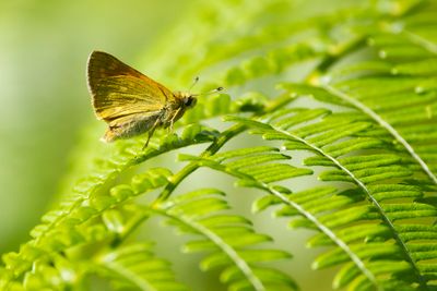 GROOT DIKKOPJE - Ochlodes sylvanus - LARGE SKIPPER