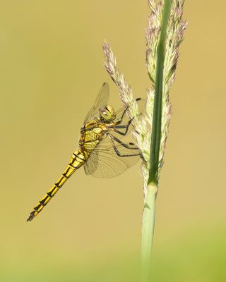 2J3A8946.jpg