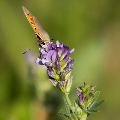KLEINE VUURVLINDER - Lycaena phlaeas - SMALL COPPER