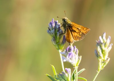 GROOT DIKKOPJE - Ochlodes sylvanus - LARGE SKIPPER