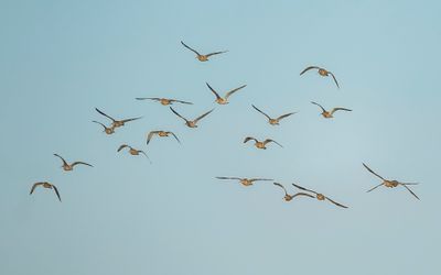 EURASIAN CURLEW - Numenius arquata - WULP