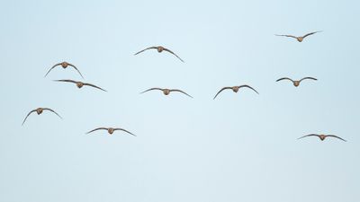 EURASIAN CURLEW - Numenius arquata - WULP