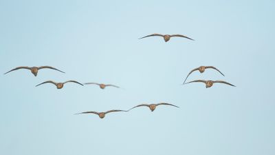 EURASIAN CURLEW - Numenius arquata - WULP