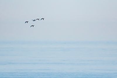 RED-BREASTED MERGANSER - Mergus serrator - MIDDELSTE ZAAGBEK