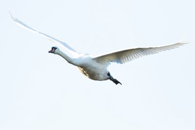 MUTE SWAN - Cygnus olor - KNOBBELZWAAN