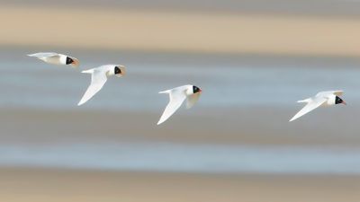 MEDITERRANEAN GULL - Ichthyaetus melanocephalus - ZWARTKOPMEEUW