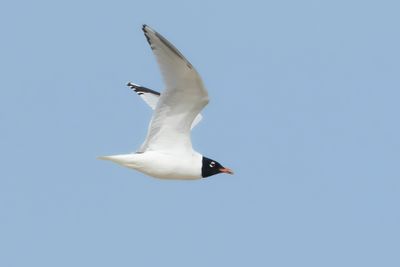 MEDITERRANEAN GULL - Ichthyaetus melanocephalus - ZWARTKOPMEEUW