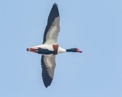 COMMON SHELDUCK - Tadorna tadorna - BERGEEND