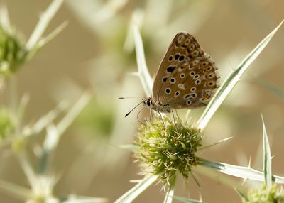 KWARTSBLAUWTJE - Lysandra albicans - SPANISH CHALK-HILL BLUE