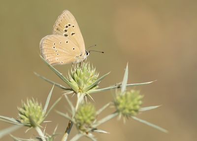 ALMIJARA-ESPARCETTEBLAUWTJE - Polyommatus violetae - ANDALUSIAN ANOMALOUS BLUE