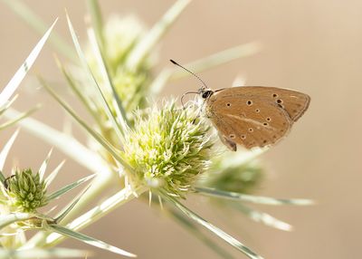 ALMIJARA-ESPARCETTEBLAUWTJE - Polyommatus violetae - ANDALUSIAN ANOMALOUS BLUE