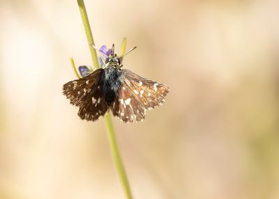 KALKGRASLANDDIKKOPJE - Spialia sertorius - RED-UNDERWING SKIPPER