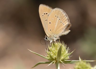 ALMIJARA-ESPARCETTEBLAUWTJE - Polyommatus violetae - ANDALUSIAN ANOMALOUS BLUE