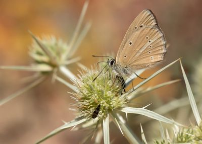 ALMIJARA-ESPARCETTEBLAUWTJE - Polyommatus violetae - ANDALUSIAN ANOMALOUS BLUE