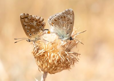 KWARTSBLAUWTJE - Lysandra albicans - SPANISH CHALK-HILL BLUE