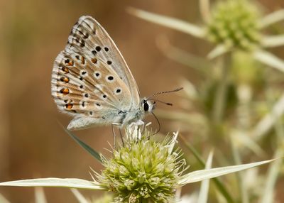 KWARTSBLAUWTJE - Lysandra albicans - SPANISH CHALK-HILL BLUE
