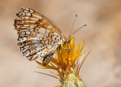 KNOOPKRUIDPARELMOERVLINDER - Melitaea phoebe - KNAPWEED FRITILLARY