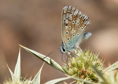 SPAANS BLEEK BLAUWTJE - Lysandra caelestissima - AZUR CHALKHILL BLUE