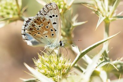 SPAANS BLEEK BLAUWTJE - Lysandra caelestissima - AZUR CHALKHILL BLUE