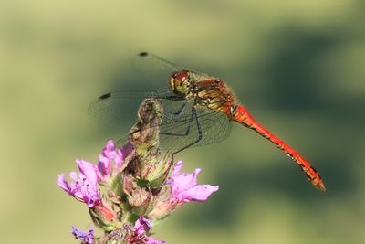 IMG_7287.jpg