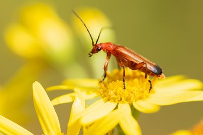 KLEINE RODE WEEKSCHILD - Rhagonycha fulva - COMMON RED SOLDIER