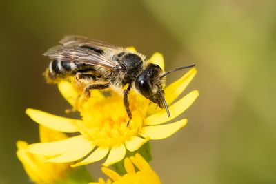 GRASBIJ - Andrena flavipes - YELLOW-LEGGED MINING BEE