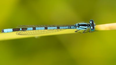 WATERSNUFFEL - Enallagma cyathigerum - COMMON BLUET