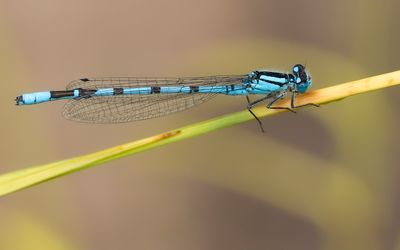 WATERSNUFFEL - Enallagma cyathigerum - COMMON BLUET