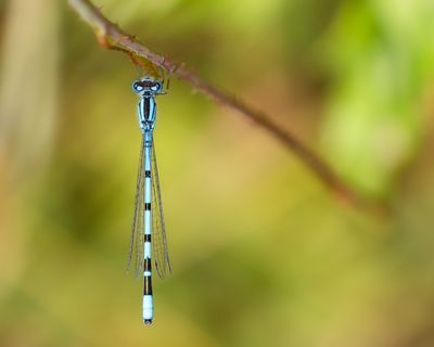 MACRO DIARY