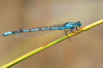 WATERSNUFFEL - Enallagma cyathigerum - COMMON BLUET