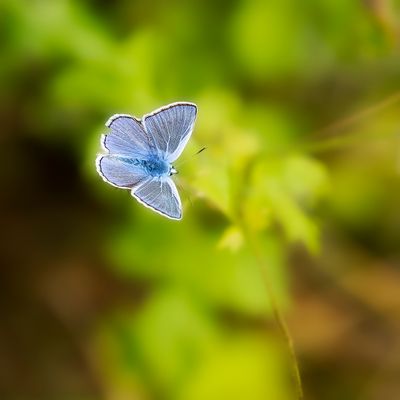 ICARUSBLAUWTJE - Polyommatus icarus - COMMON BLUE