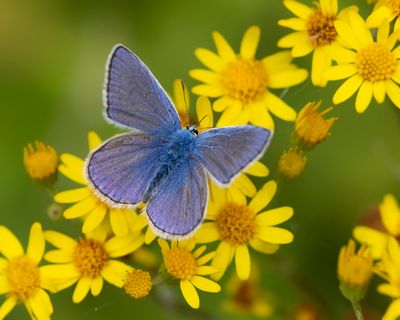 ICARUSBLAUWTJE - Polyommatus icarus - COMMON BLUE