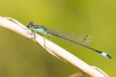 LANTAARNTJE - Ischnura elegans - COMMON BLUETAIL