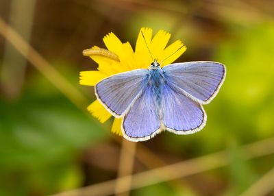 ICARUSBLAUWTJE - Polyommatus icarus - COMMON BLUE
